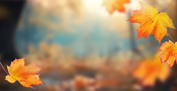 Body of Crimson Leaves