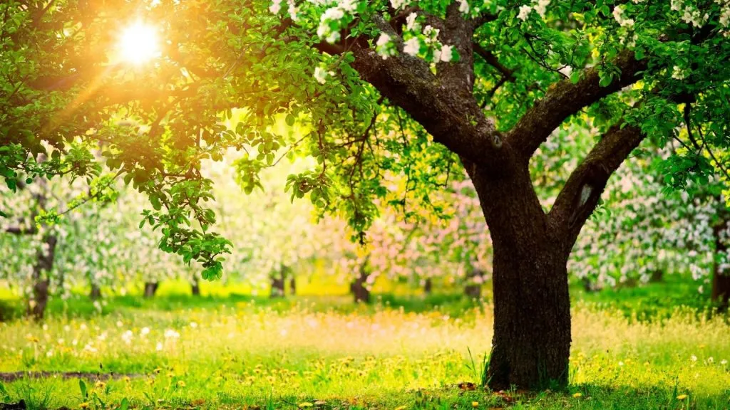 The current image has no alternative text. The file name is: green-garden-179.jpg